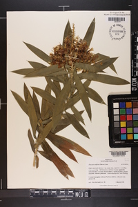 Dracaena reflexa image