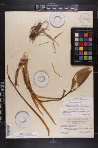 Orontium aquaticum image