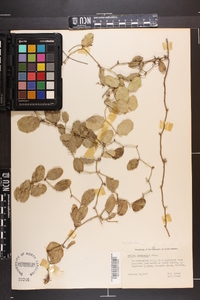 Smilax havanensis image