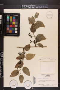 Smilax tamnoides image