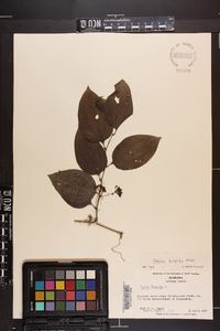 Smilax tamnoides image