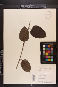 Smilax tamnoides image