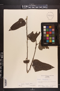 Smilax tamnoides image