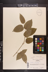 Smilax tamnoides image