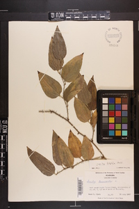 Smilax tamnoides image