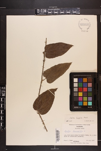 Smilax tamnoides image