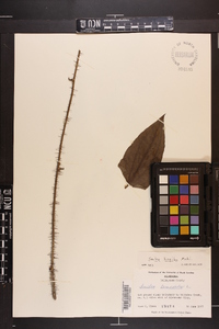 Smilax tamnoides image