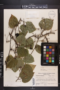 Smilax tamnoides image