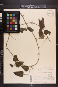 Smilax tamnoides image