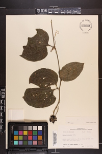 Smilax tamnoides image