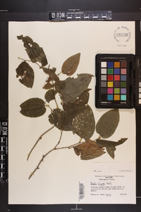 Smilax tamnoides image