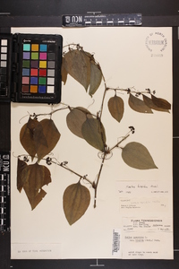 Smilax tamnoides image