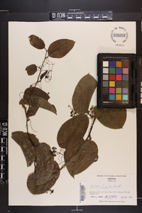 Smilax tamnoides image