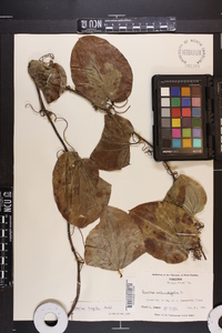 Smilax tamnoides image