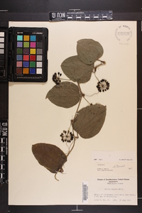 Smilax tamnoides image