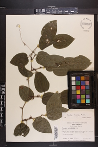 Smilax tamnoides image