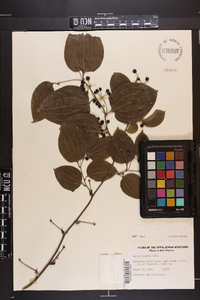 Smilax tamnoides image