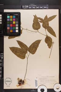 Smilax lanceolata image