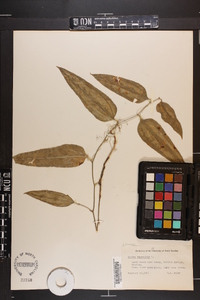 Smilax lanceolata image