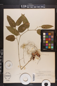 Smilax lanceolata image