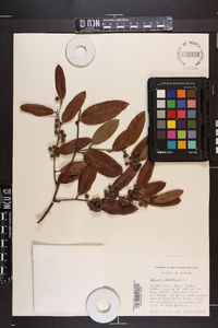 Smilax laurifolia image