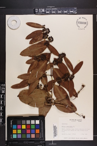 Smilax laurifolia image