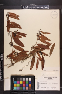 Smilax laurifolia image