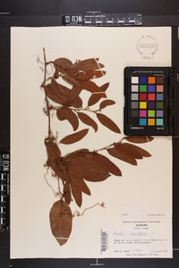 Smilax laurifolia image