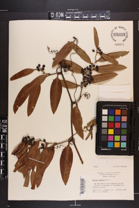 Smilax laurifolia image