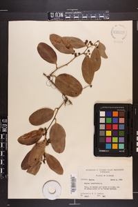 Smilax laurifolia image