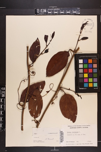 Smilax laurifolia image