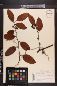 Smilax laurifolia image