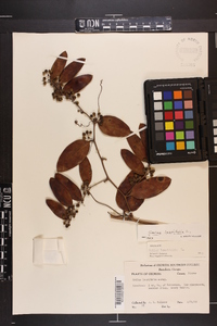 Smilax laurifolia image