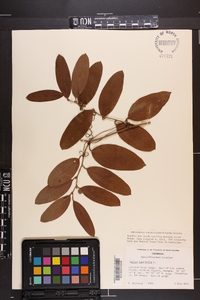 Smilax laurifolia image