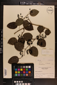 Smilax tamnoides image