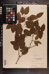 Smilax tamnoides image