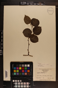 Smilax tamnoides image