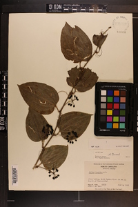 Smilax tamnoides image