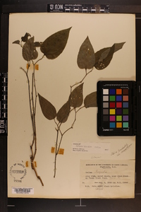 Smilax tamnoides image