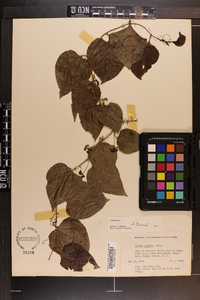 Smilax tamnoides image