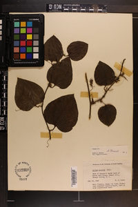 Smilax tamnoides image