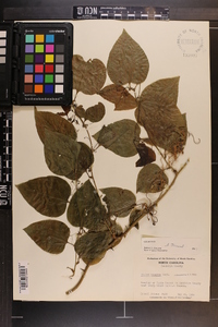 Smilax tamnoides image