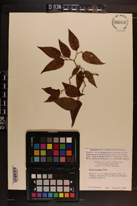 Smilax tamnoides image