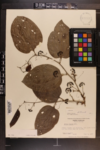 Smilax tamnoides image