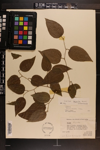 Smilax tamnoides image