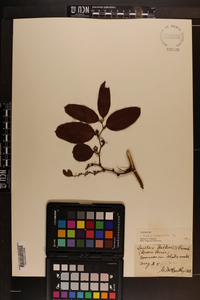 Smilax laurifolia image