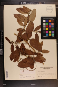 Smilax laurifolia image