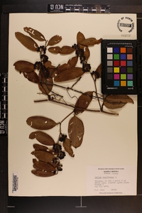 Smilax laurifolia image