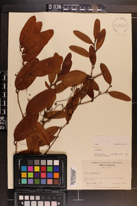 Smilax laurifolia image