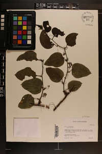 Smilax laurifolia image